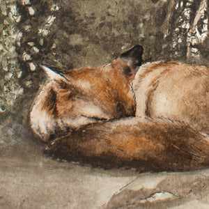 Sleeping In The Woods - Fox