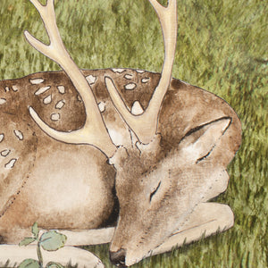 Sleeping In The Woods - Deer